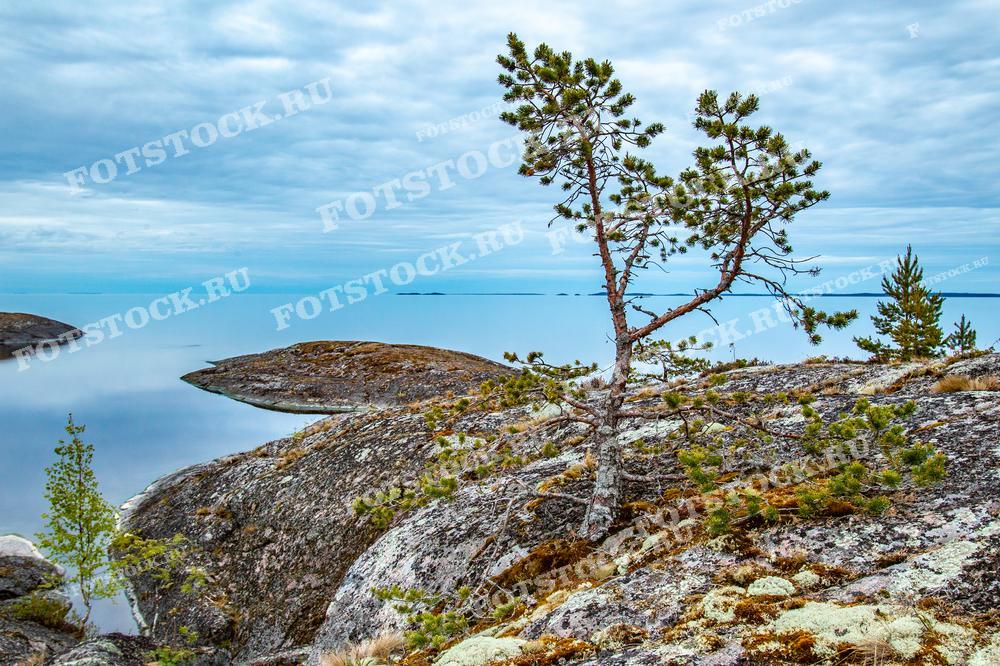 На фотографии изображен карельский берег Ладожского озера. Одинокие сосны, растущие на скалистом берегу, придают пейзажу особый шарм. Скалистая поверхность покрыта мхом и лишайниками, что подчеркивает суровую красоту природы Карелии. Спокойная гладь воды и ясное небо создают атмосферу уединения и гармонии, делая это место идеальным для медитативного отдыха и размышлений.